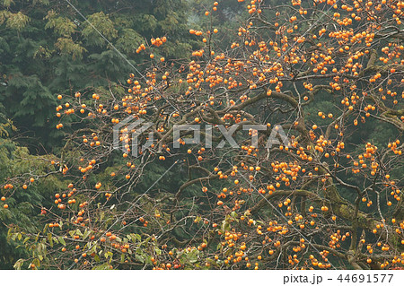 山柿と紅葉 山柿と紅葉 44691577