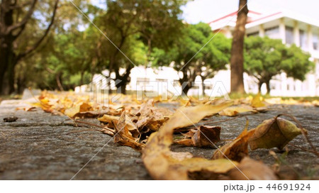落ち葉 落葉 おちば 44691924