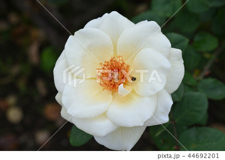 バラ バラ 44692201