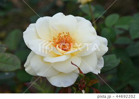 バラ バラ 44692202