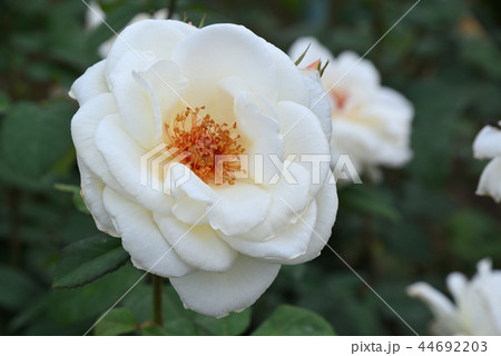 バラ バラ 44692203