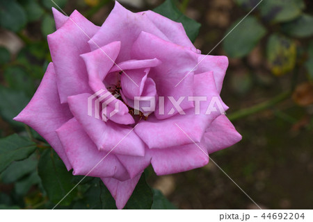 バラ（ムーン・シャドウ） 44692204