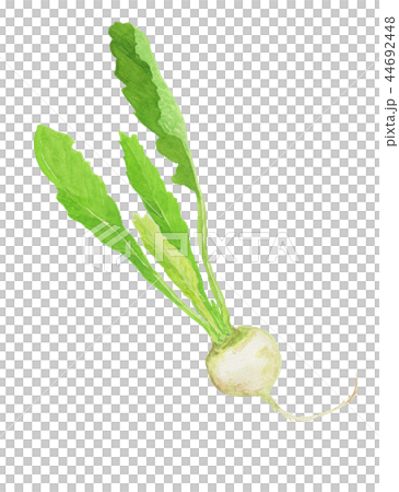 Brassica rapa Turnip (Suzuna) Brassica rapa Turnip (Suzuna) 44692448