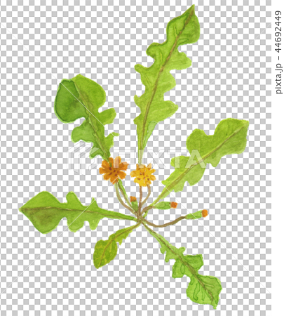 Lapsana apogonoides　コオニタビラコ（ほとけのざ） 44692449
