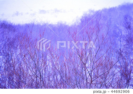 真冬の霧多布湿原で凍れる木々 44692906