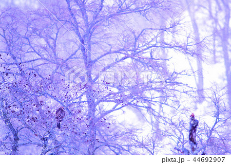 真冬の霧多布湿原で吹雪に耐えるオジロワシ 44692907