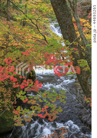 日光　竜頭ノ滝 44693265