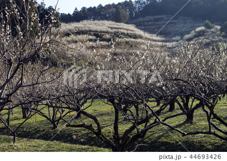 三方五湖の梅林 44693426