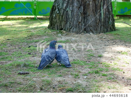 鳩 ハト キス 44693618