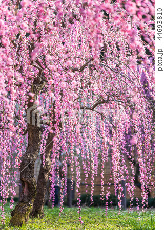 シダレウメ 44693810