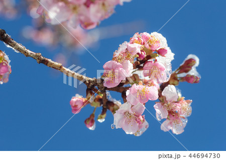 雪が積もったカワヅザクラ 雪が積もったカワヅザクラ 44694730