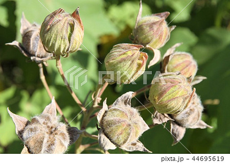 酔芙蓉の種 【公式通販】