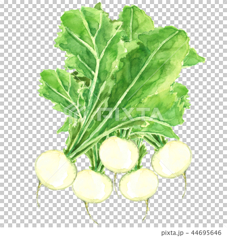 かぶ 蕪 葉付き かぶ 蕪 葉付き 44695646