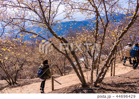 （埼玉県）長瀞宝登山のロウバイ 44696429