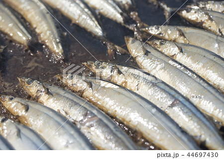 【焼きさんま】 44697430