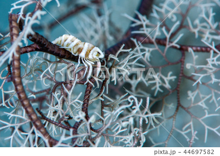 テヅルモヅルエビ テヅルモヅルエビ 44697582