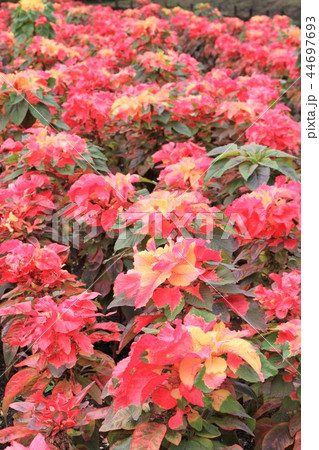 ハゲイトウ 44697693