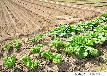 野菜 野菜畑 野菜作り 葉野菜 葉っ葉 畑 土 野菜 野菜畑 野菜作り 葉野菜 葉っ葉 畑 土 44698129