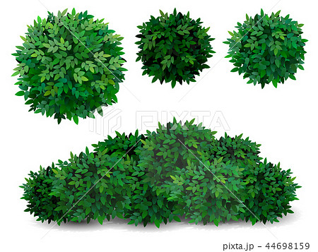 Tree Crown Foliage Bushのイラスト素材