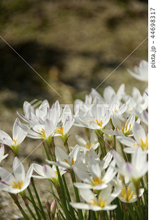 タマスダレの花 44698317