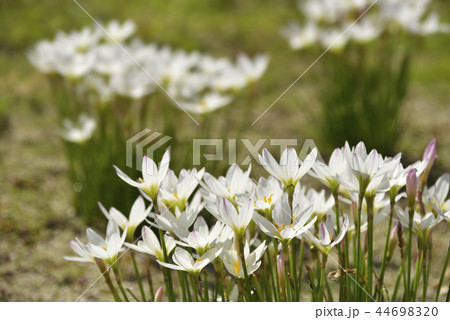 タマスダレの花 44698320