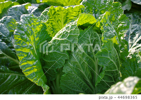 土の付いた新鮮無農薬の朝取れ野菜白菜。 土の付いた新鮮無農薬の朝取れ野菜白菜。 44698365
