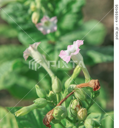 Tobacco farm Tobacco farm 44698406