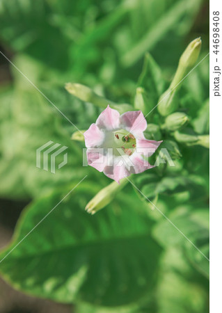 Tobacco farm Tobacco farm 44698408