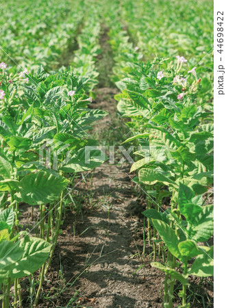 Tobacco farm Tobacco farm 44698422