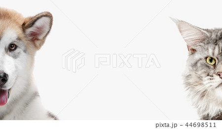 Funny image of a dog and cat looking at the camera Funny image of a dog and cat looking at the camera 44698511