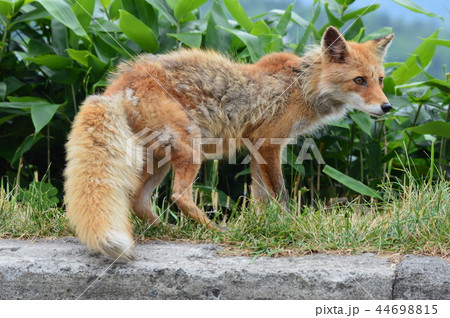 キタキツネ（北海道阿寒郡阿寒町） 44698815