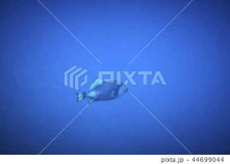 titan triggerfish 44699044