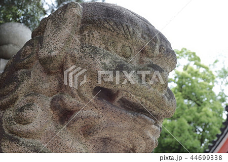 住吉大社の狛犬 44699338