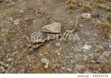 Deer skeleton eaten by wolfs Deer skeleton eaten by wolfs 44699349