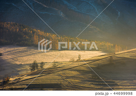 forest on hill in golden light and haze forest on hill in golden light and haze 44699998