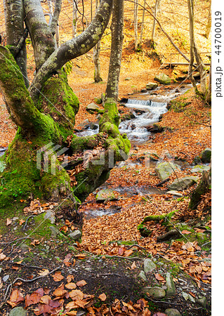 forest in autumn. beautiful sunny weather forest in autumn. beautiful sunny weather 44700019