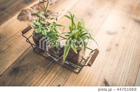 グリーン グリーン 44701069