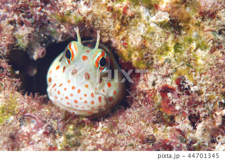 モンツキカエルウオ モンツキカエルウオ 44701345