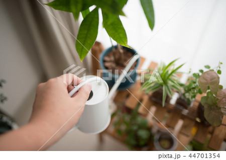 グリーン 44701354