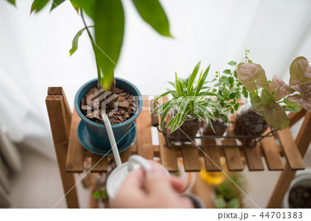 グリーン 44701383