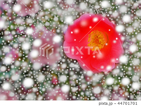 椿となごり雪 椿となごり雪 44701701