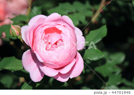 薔薇　アランテッチ・マーシー 44701946