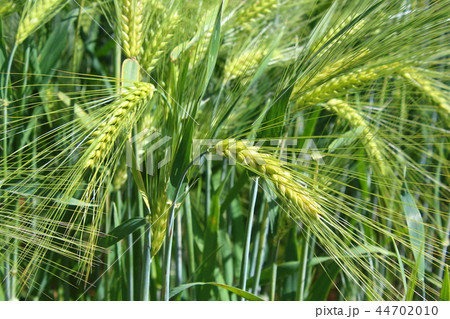 field of barley with barley ears 44702010