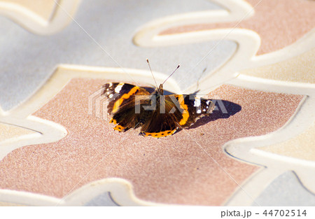 A butterfly on a twig 44702514