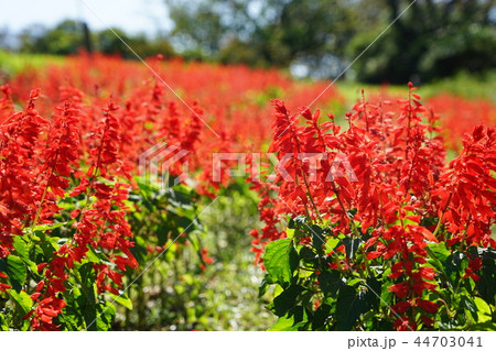 10月 富津42サルビア群生地・マザー牧場 10月 富津42サルビア群生地・マザー牧場 44703041