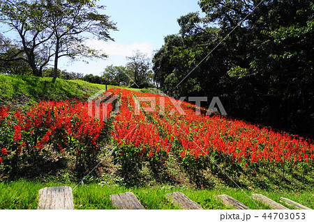 10月　富津32ｻﾙﾋﾞｱ群生地･ﾏｻﾞｰ牧場 44703053