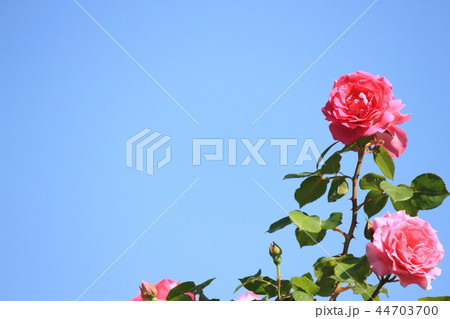 薔薇イメージ 44703700