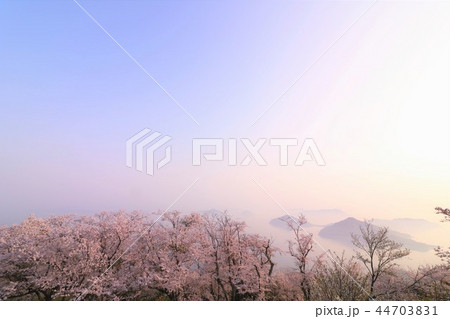 紫雲出山の桜と瀬戸内海 紫雲出山の桜と瀬戸内海 44703831