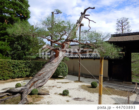 大徳寺　真珠庵　松 44703893