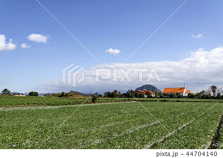 済州島 韓国 畑 44704140